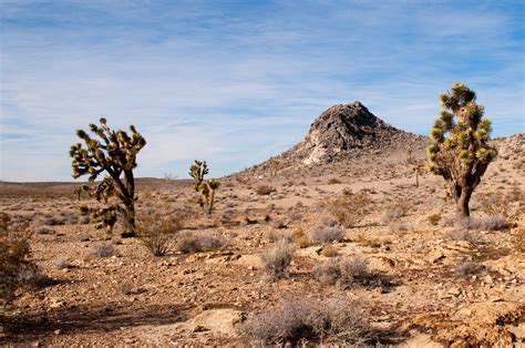 Desert Landscape