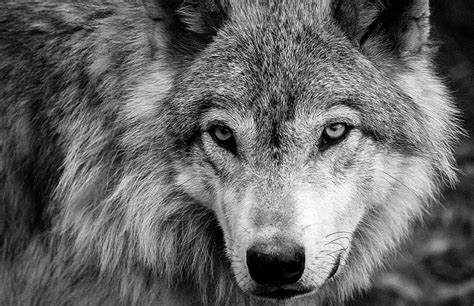 Black And White Wolves Wallpapers free download | Wolf wallpaper, Wolf ...