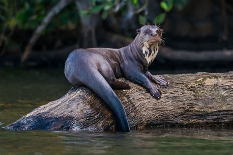 15 Fascinating Facts About Otters