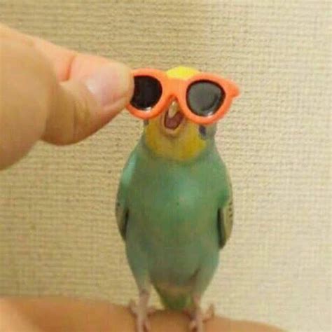 #parrotmemes | Funny parrots, Funny birds, Cute animals