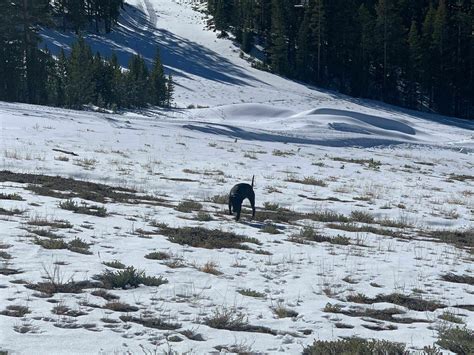 June Lake Loop Trail - California | AllTrails