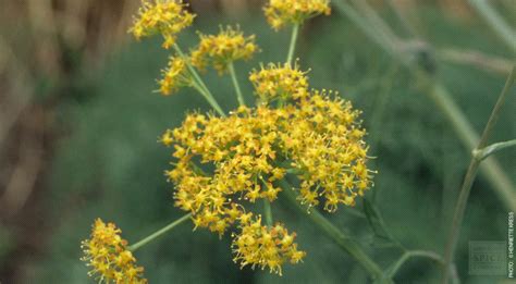 Buy Wholesale Asafoetida | Monterey Bay Herb Co