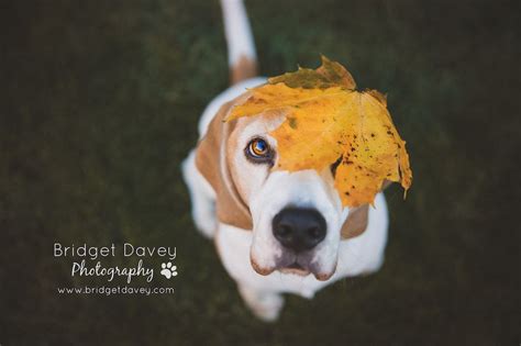 Porthos | Dog Photography Bedfordshire | Professional dog photography, Dog photograph, Dog ...