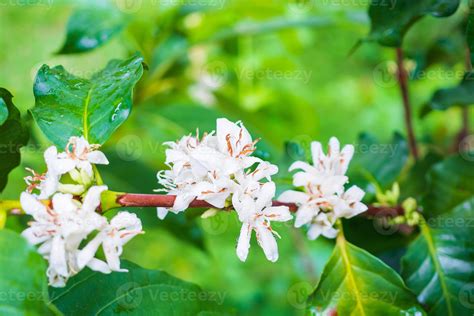 White coffee flowers in green leaves tree plantation close up 12884308 Stock Photo at Vecteezy