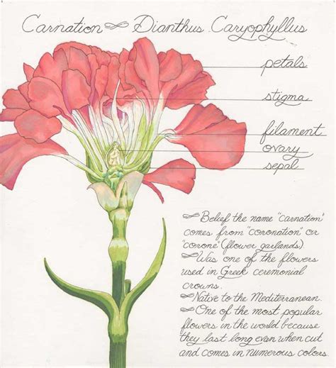 Erica Pez Illustration: Carnation