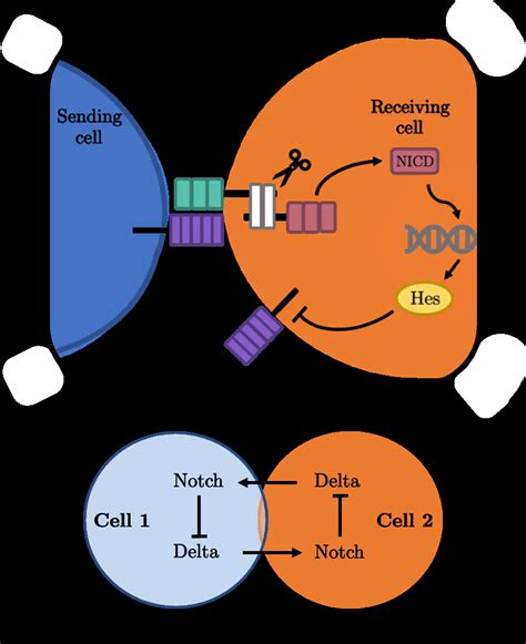 A schematic diagram of the canonical Notch pathway as an example... | Download Scientific Diagram