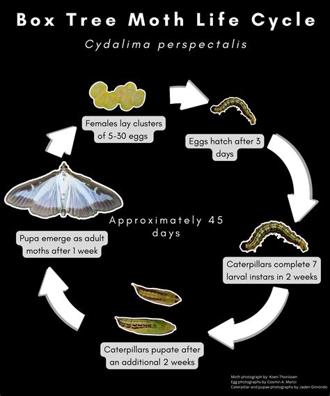 What the box tree moth quarantine means for Michigan homeowners ...