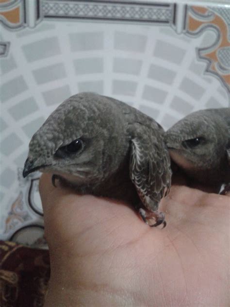 zoology - What species are these baby birds? - Biology Stack Exchange