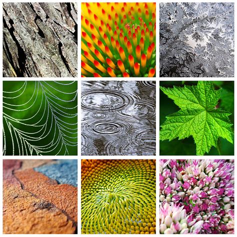 Nature Patterns And Textures Square Collage Digital Art by Christina Rollo