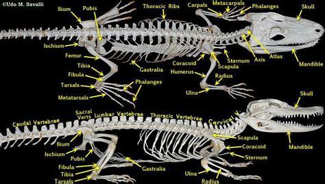 Labeled skeleton and skull of the American Alligator (Alligator mississippiensis), by Hassen ...