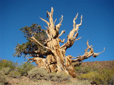 The Ancient Bristlecone Pines – Picturesque Photo Views