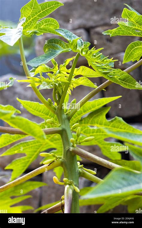 Male papaya tree with flowers Stock Photo - Alamy