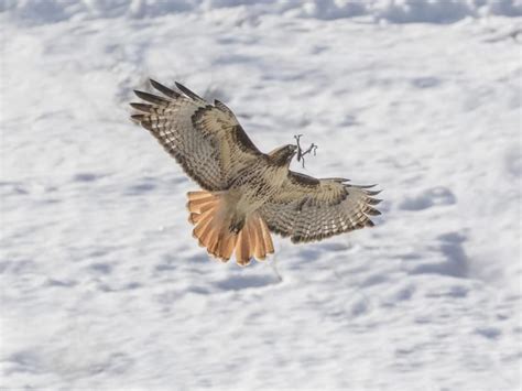 Red-tailed Hawk Nesting (Complete Guide) | Birdfact