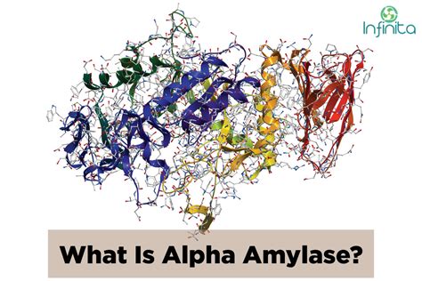 What Is Alpha Amylase Enzyme? Uses Of Alpha Amylase