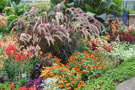 Purple Fountain Grass | Garden Design