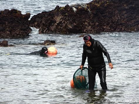 Haenyeo - Seeing the Incredible Women Divers of Jeju Island - South ...