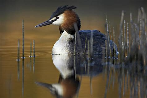 Wildlife - Finland