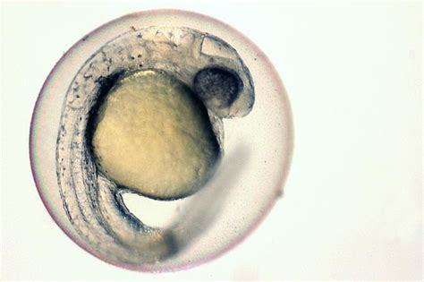 Zebrafish embryo | zebrafishlab | Science art, Public sculpture, Character design