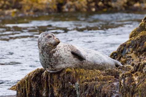 Sitka Wildlife Tours, Whale Watching, Bird Watching - Esther G Sea Taxi - Sitka Wildlife Adventures