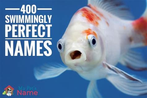 Funny Names To Name A Fish - Funny PNG