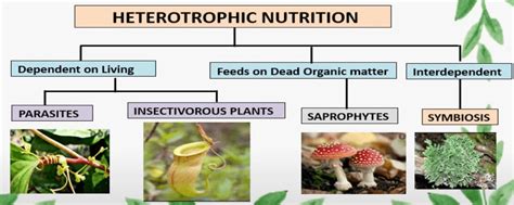 Nutrition in Plants