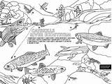 Trout Fishing Coloring Pages sketch template