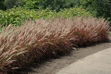 Purple Fountain Grass (Pennisetum setaceum 'Rubrum') in Naperville Aurora Batavia Oswego Chicago ...