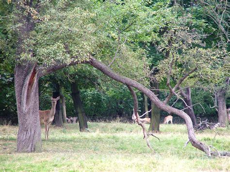 Bactrian Wapiti Herd at Chomutov, 30/08/12 - ZooChat