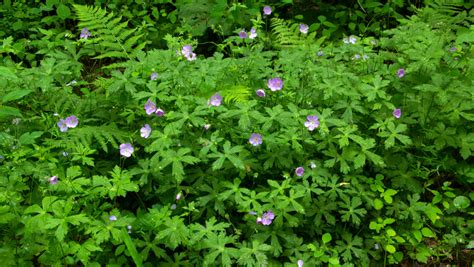 Geranium maculatum, Wild Geranium – Arcadia Natives