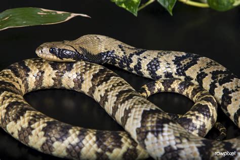 False Water Cobra (2011) by Smithsonian Institution. Origi… | Flickr