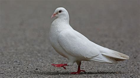 White Pigeon Bird Is Walking On Road HD Birds Wallpapers | HD Wallpapers | ID #71435