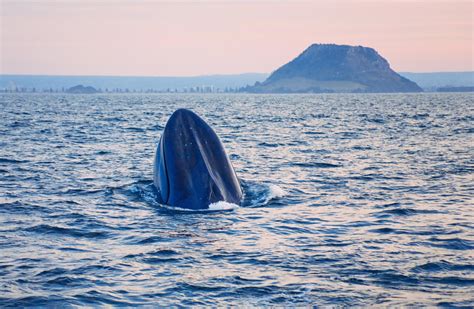 Learn About the 14 Baleen Whale Species