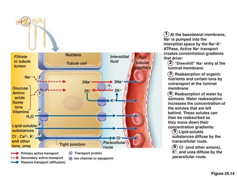 PPT - Tubular Reabsorption PowerPoint Presentation, free download - ID:4396493