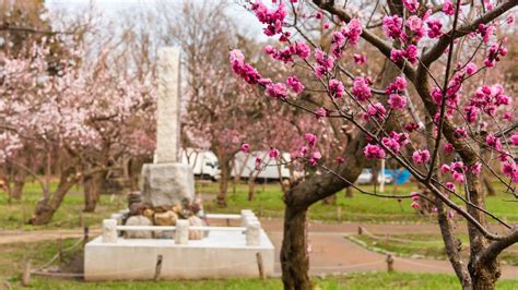 Hokkaido Cherry Blossoms - Weekender.Com.Sg