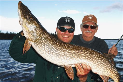 Muskie vs Pike: Identification of Scale, Tail, and Jaw - USAngler