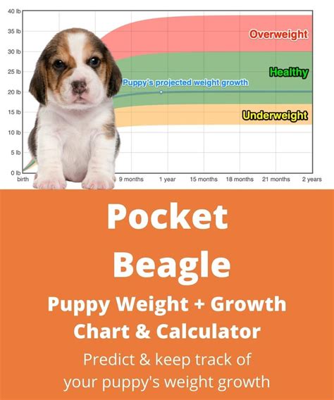 Toy Beagle Size | Wow Blog