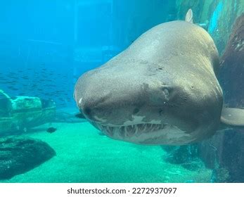 Shark Teeth Showing Blue Water Stock Photo 2272937097 | Shutterstock