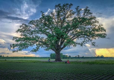 Burr Oak – an Awesome South Texas Tree