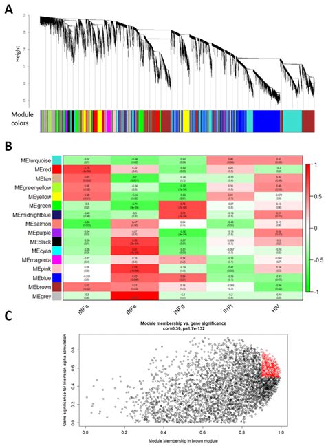 Weighted gene co-expression network analysis (WGCNA). (A) Hierarchical... | Download Scientific ...