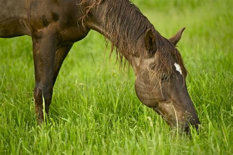 Horse eating grass Photo | Free Download