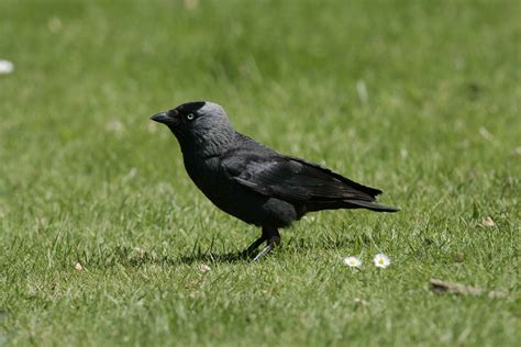 Jackdaw: Our November Bird of the Month - The English Garden