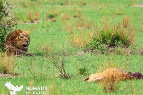 The Tree Lions of Ishasha • Nomadic by Nature