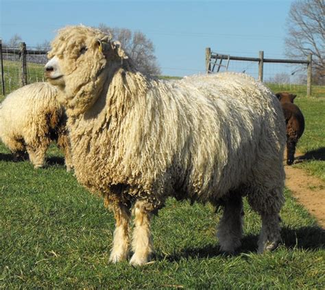 Image result for english lincoln longwool | Sheep, Heritage breeds, Livestock farming