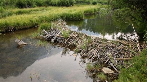 Beavers build first dam in Exmoor in 'almost half a millennium' | UK ...