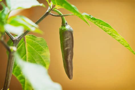 Growing Hot Peppers Indoors – How To Care For Hot Peppers In Pots