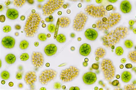 Freshwater phytoplankton, light micrograph - Stock Image - C033/8010 - Science Photo Library