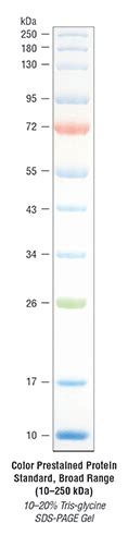 Protein Ladder Sample Request Form | NEB