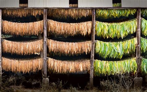 Blog: From Seed to Leaf: The Process of Cultivating Tobacco