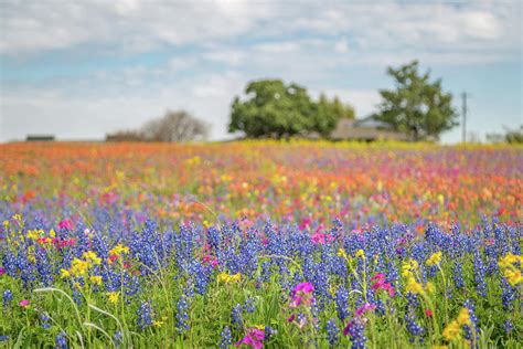 Super Bloom 6 Photograph by Michael Wayne Barnett - Pixels