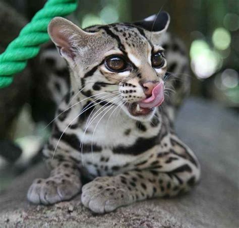 Margay – cat with gorgeous eyes | DinoAnimals.com